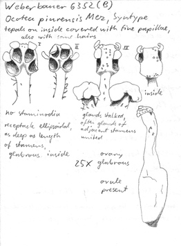 Vorschaubild Ocotea piurensis Mez